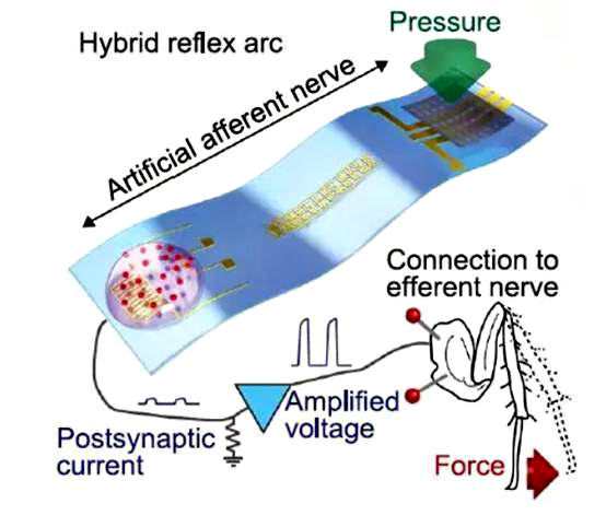 Innovations in Flexible Electronics and the Application Prospects of Electronic Skin in Humanoid Robots